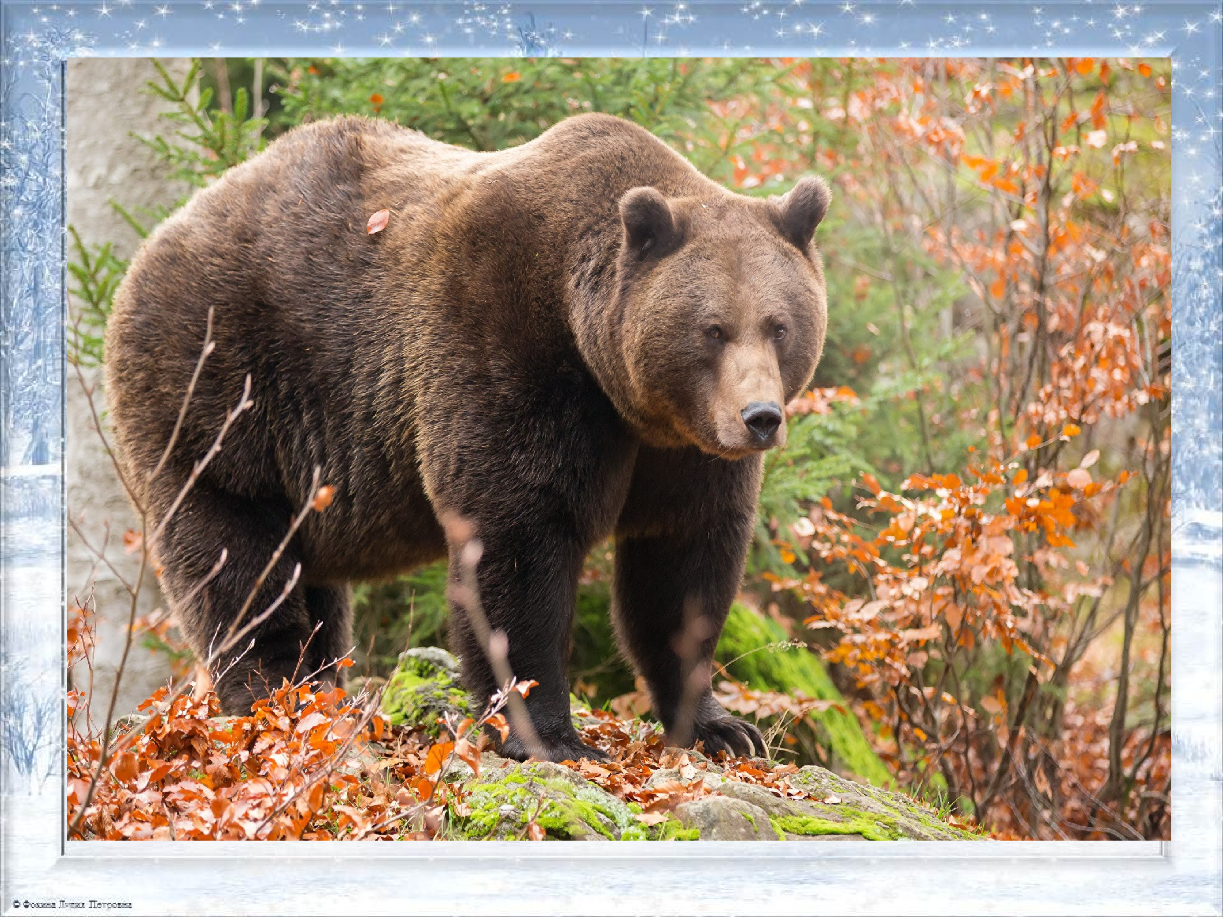 В какой природной зоне встречается медведь. Медведь зимой и летом. Медведь летом. Медведи в Ленинградской области. Дикие животные Ленинградской области.