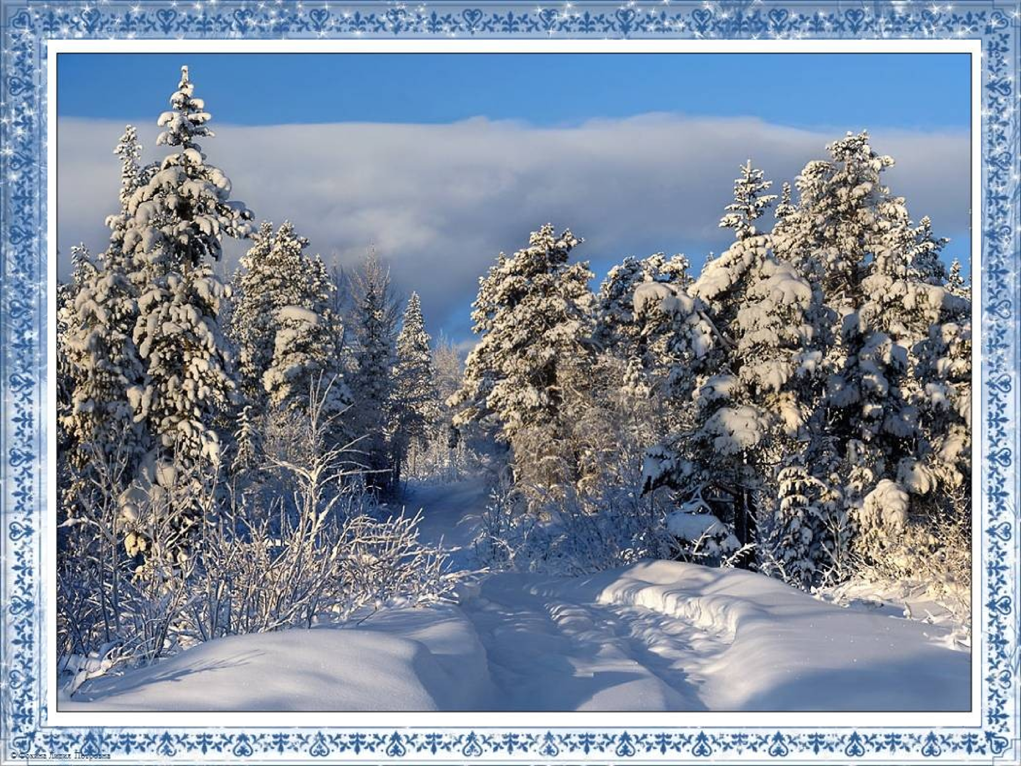Сколько живет зима. Январь лес. Слайд зимний лес. Вологодский зимний лес. Беседа зимний лес.