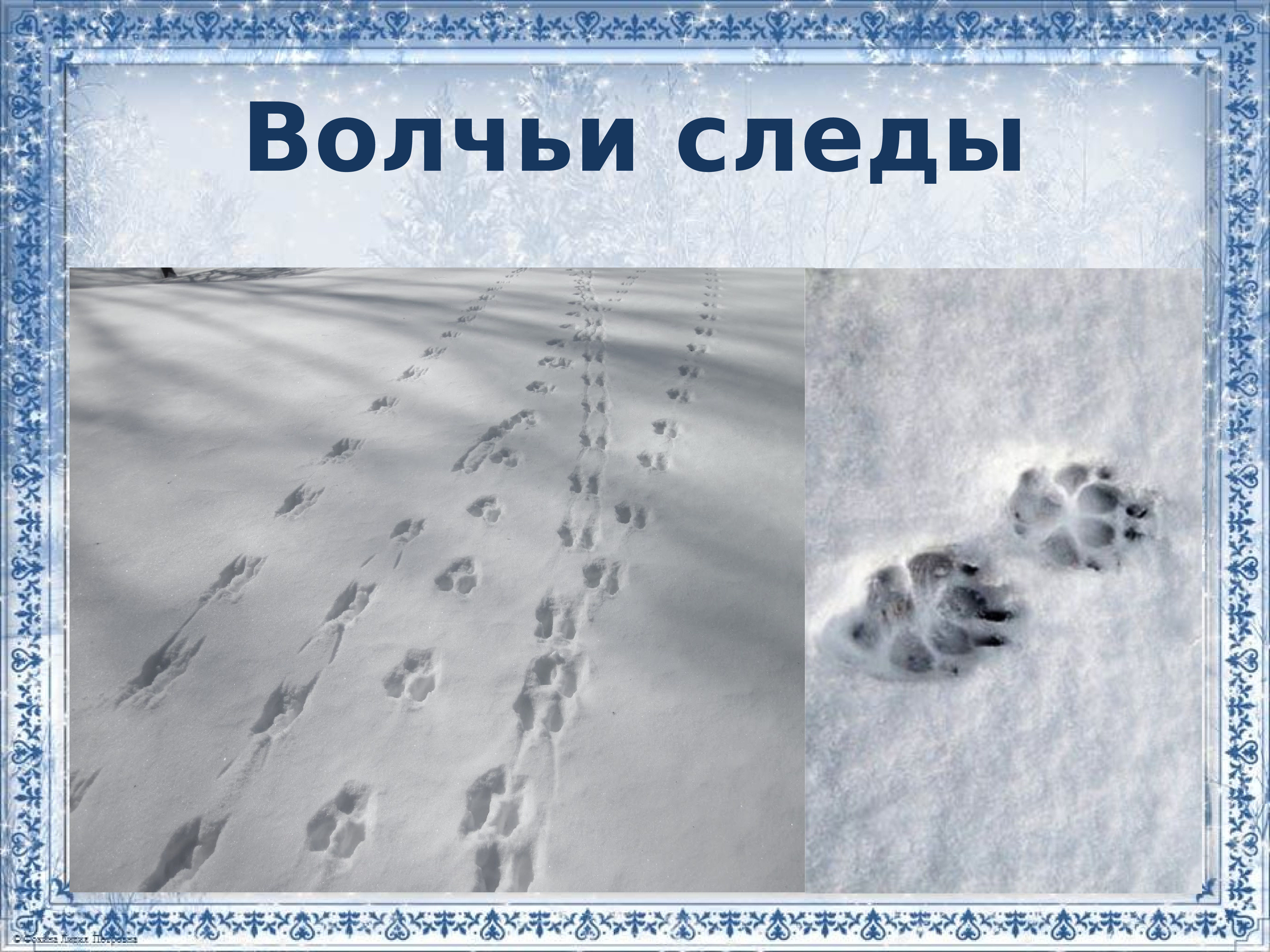 Волчьи следы на снегу