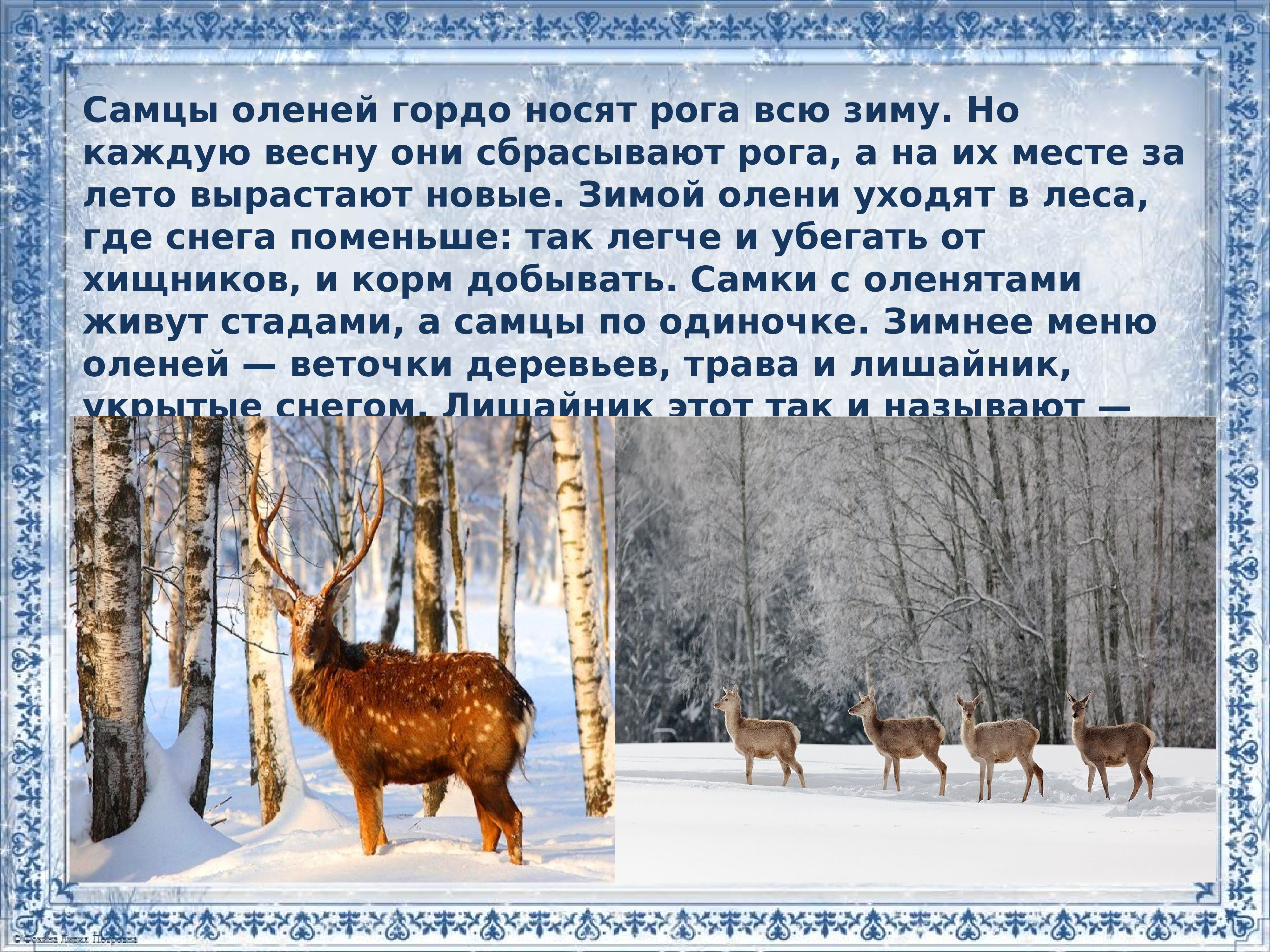 дикий северный олень в тундре. плато путорана олени. в какую зону приходят зимовать олени. в какую зону приходят зимовать олени. в какую зону приходят зимовать олени.