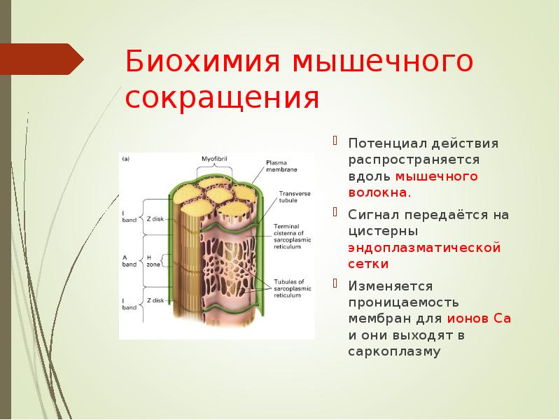 Биохимия мышц презентация