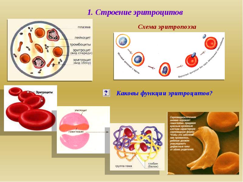 Эритроциты особенности строения. Строение эритроцита человека схема. Эритроцит схема строения. Эритроциты строение клетки. Эритроциты строение и функции.