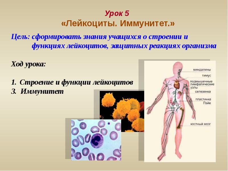 Презентация по биологии человек