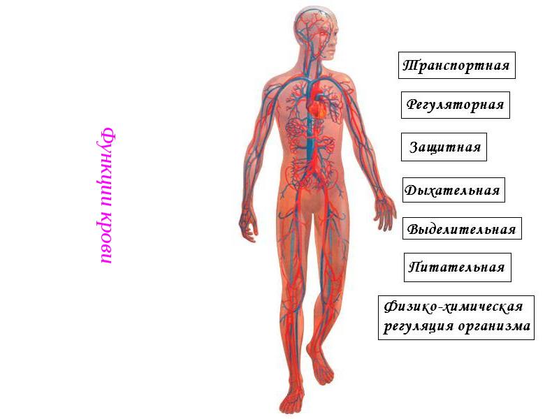 Функции крови картинки