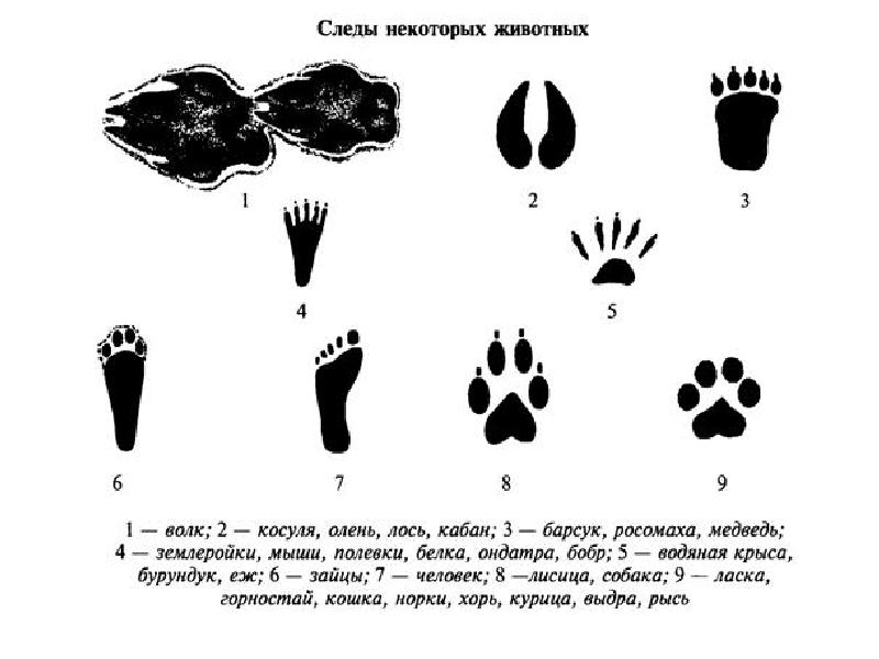 Определить чьи следы по фото