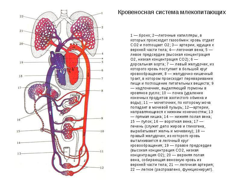 Схема строения сердца млекопитающих 7 класс