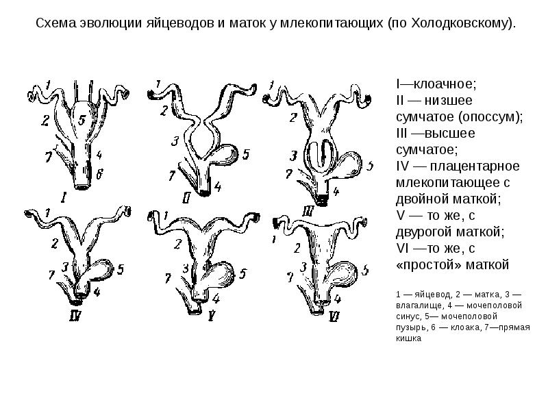 Презентация эволюция половой системы животных