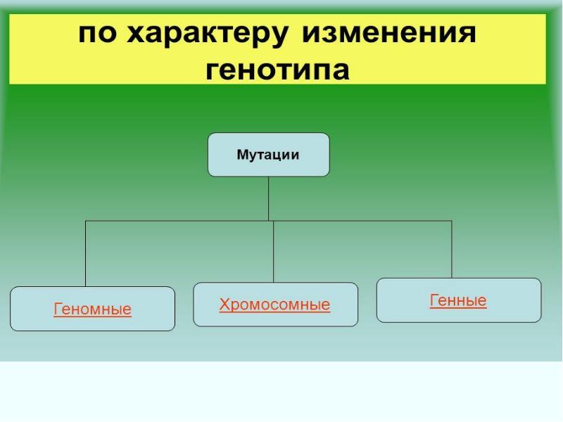 Не вызывает изменения генотипа. Мутации по характеру изменения. Классификация мутаций по изменению генотипа. По характеру изменения генотипа. Мутации по характеру изменения генотипа.