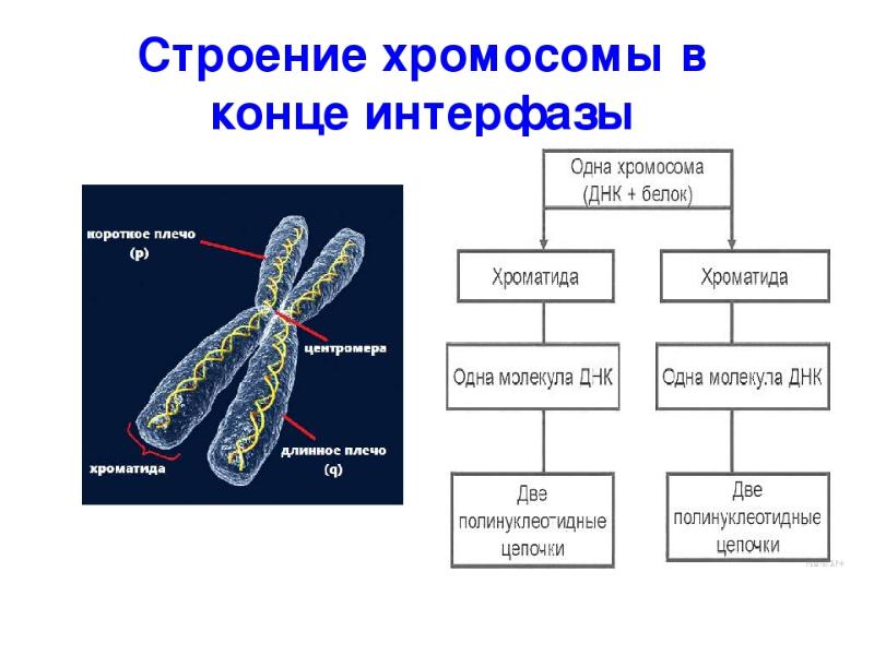 Строение хромосомы фото