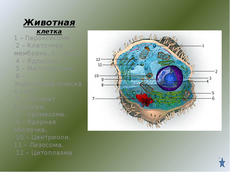 Клетка 2 описание. Животная клетка оболочка из. Ядерная оболочка ядрышко центриоли. Пероксисомы в растительной клетке и животной клетки. Пероксисома в клетке под микроскопом.