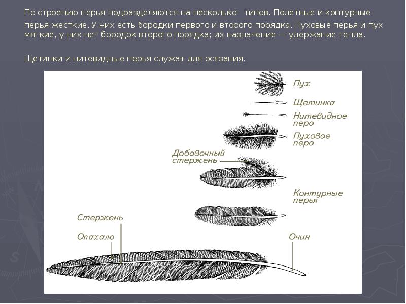 Контурное перо птицы строение и рисунок основные части