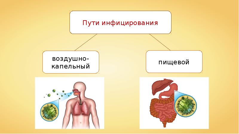 Презентация по биологии 8 класс болезни органов дыхания и их предупреждение гигиена дыхания