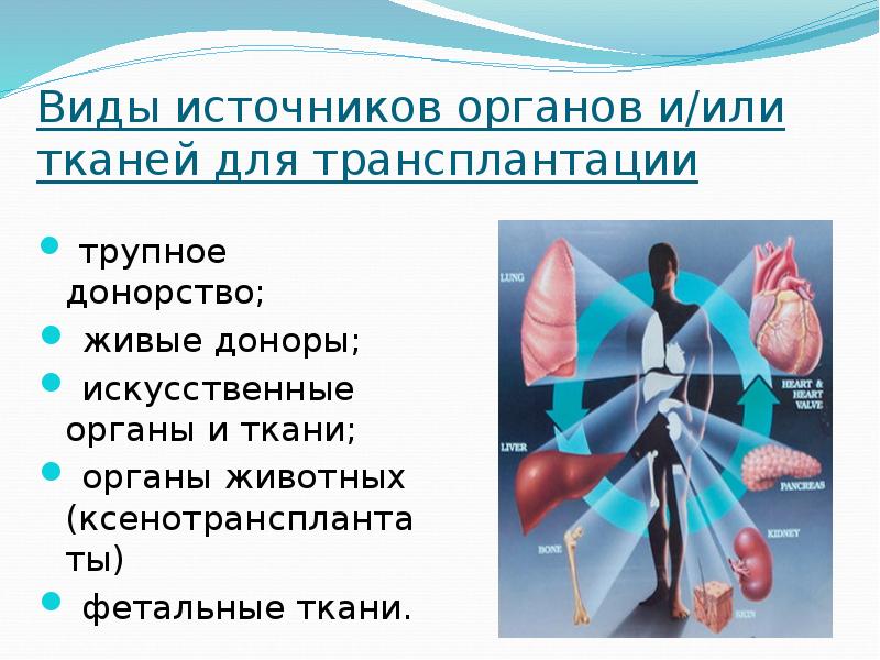 Этические проблемы ксенотрансплантации презентация