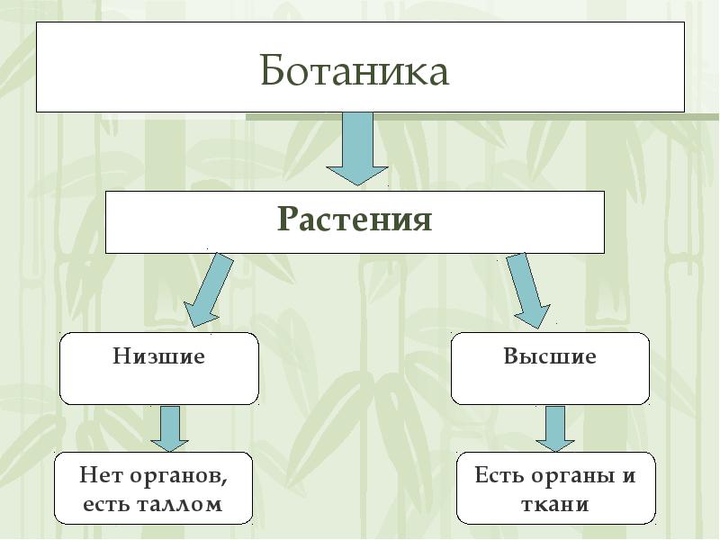 Схема растений низшие высшие