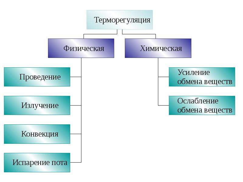 Биология 8 класс терморегуляция презентация