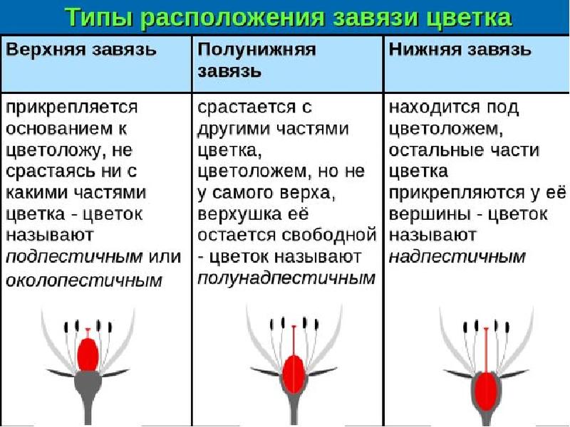 Завязь на рисунке