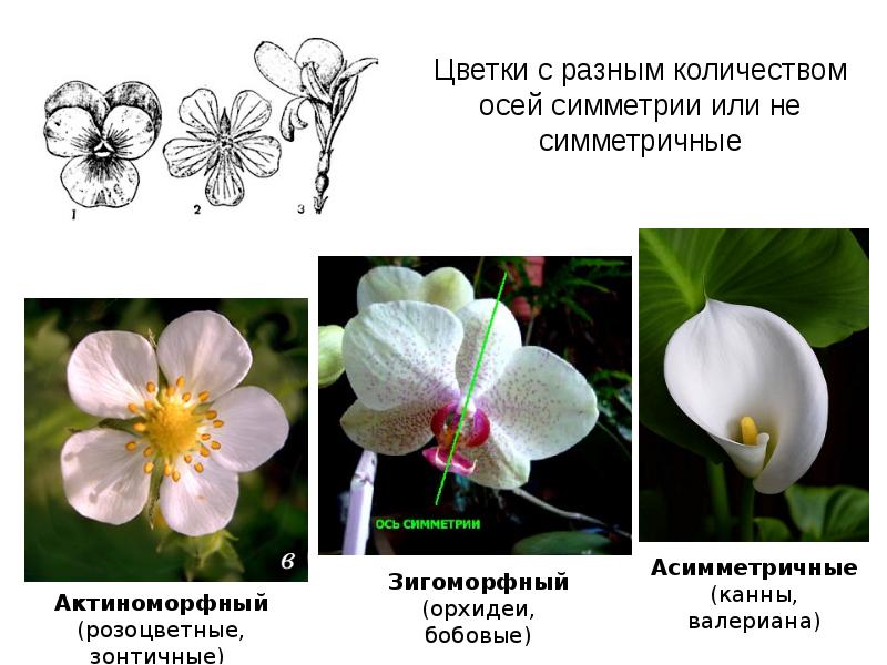 актиноморфный околоцветник, актиноморфные и зигоморфные, актиноморфные и зигоморфные цветки, актиноморфный цветок