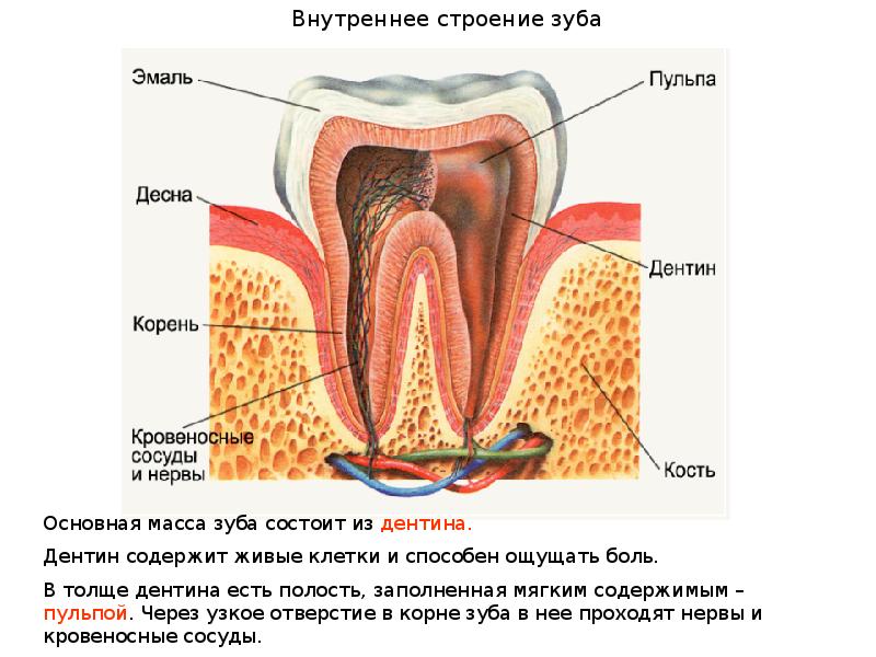 Схема зуба в разрезе