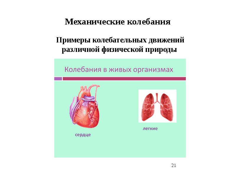 Колебания в живой природе