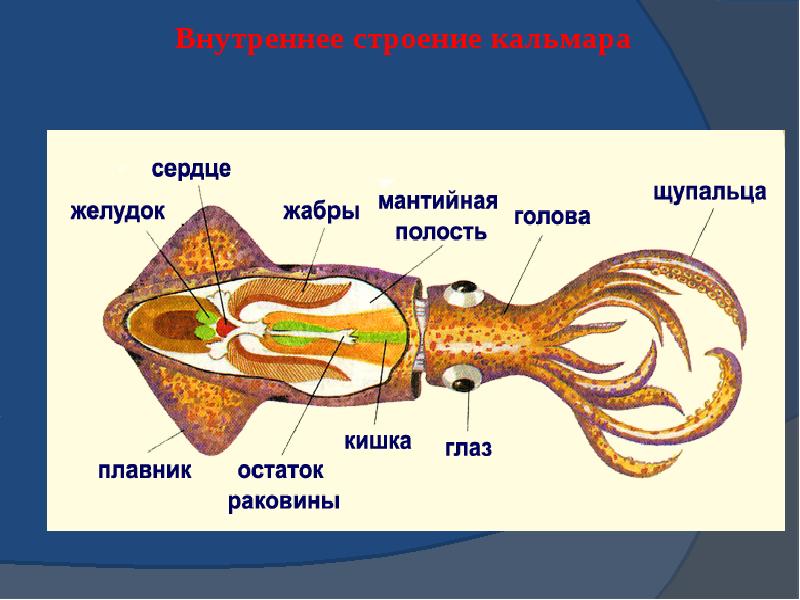 Моллюски головоногие презентация 7 класс