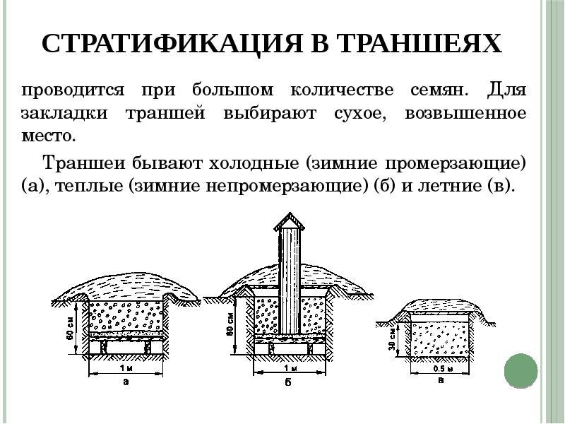 Лесные питомники презентация