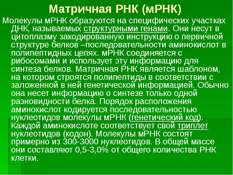 Матричная рнк образуется в. Матричная рнк. специфические участки рибосомы.