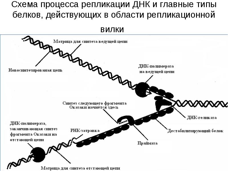 Репликативная вилка схема