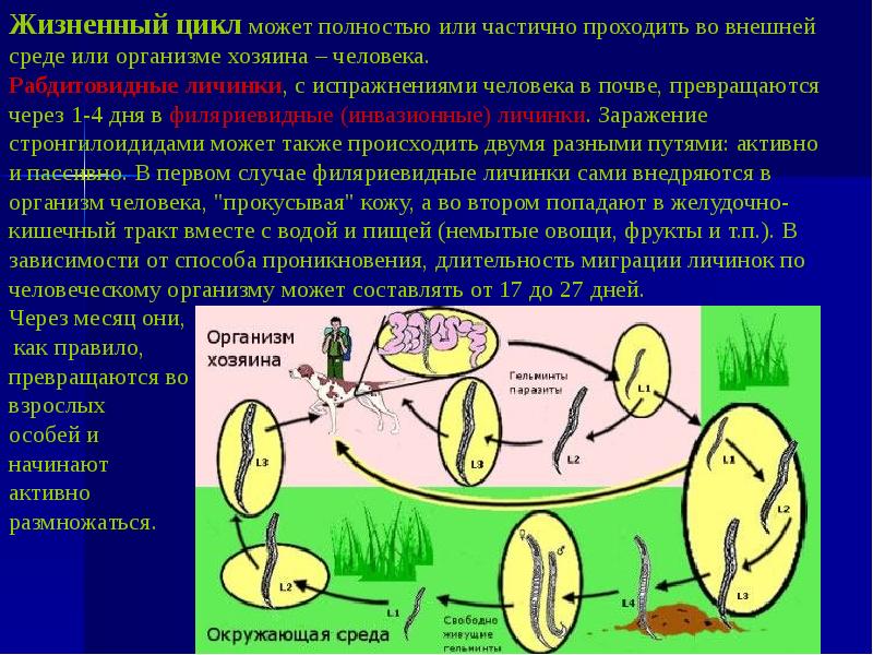 Схема жизненный цикл угрицы кишечной