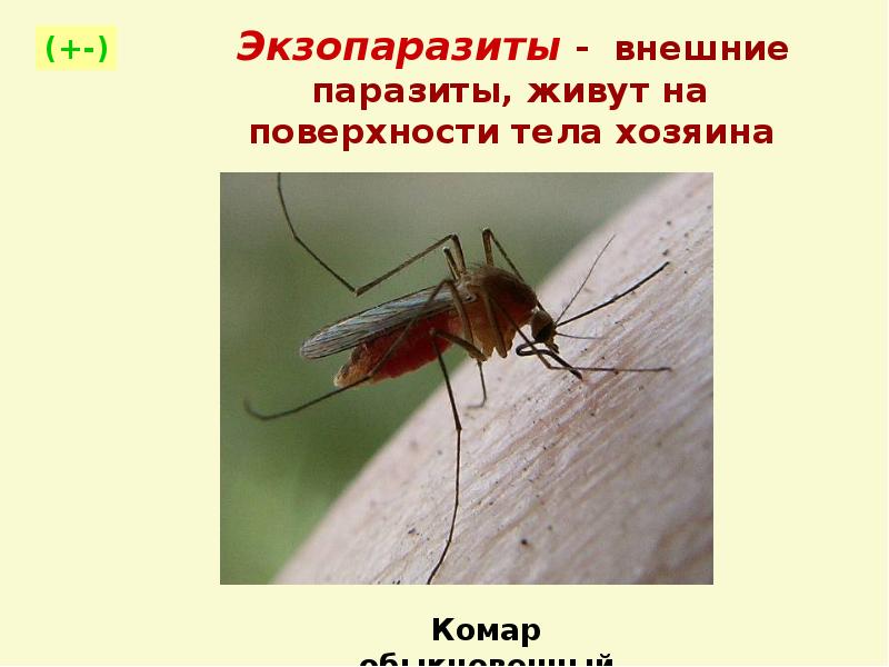 Сколько живут комары обыкновенные. Наружные паразиты живут на поверхности тела. Комар обыкновенный латынь. Наружные паразиты обитающие на поверхности тела корелл. Обыкновенный комар по выбору хозяина.