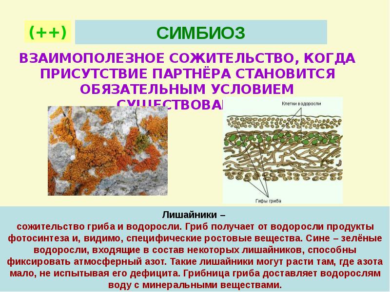 Типы биологических взаимоотношений презентация