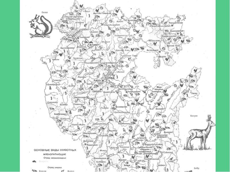 Карта животного мира республики башкортостан
