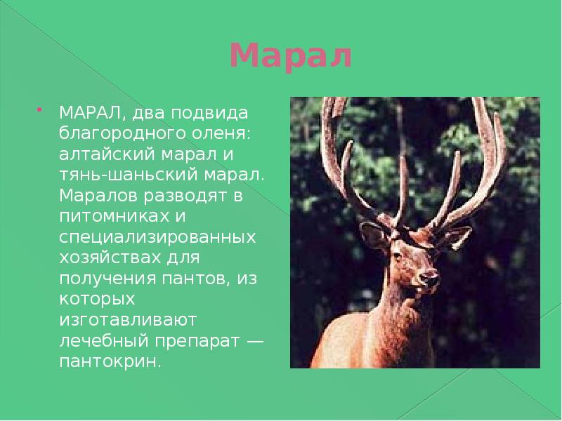 Красная книга башкортостана животные. Красная книга Республики Башкортостан Марал. Животные красной книги Башкортостана Марал. Марал в Башкирии красная книга. Животные из красной книги б.