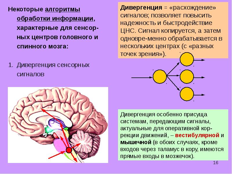 Головного мозга завершается переработка зрительной информации. Функции центральной нервной системы. Общая физиология ЦНС. Физиология центральной нервной системы. Сенсорные системы нервной системы.