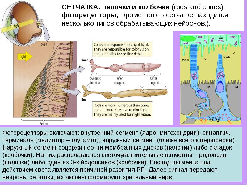 Сегмента ядерная. Наружный сегмент палочек и колбочек. Сегменты палочек и колбочек. Палочки и колбочки расположены. Физиология палочек и колбочек.