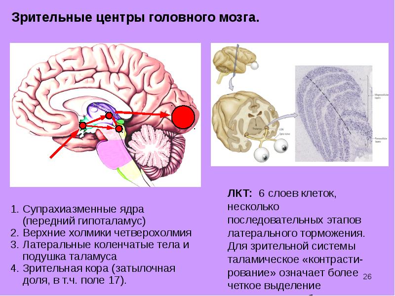 Физиология головного мозга презентация