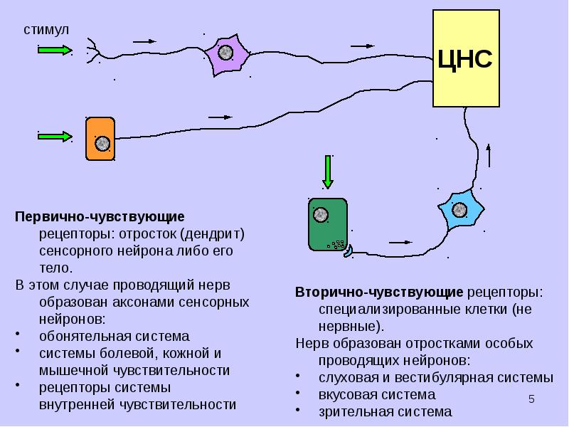 Ощущение рецепторы. Первично чувствующие сенсорные системы. Схема вторичного рецептора. Первичные и вторичные чувствительные рецепторы. Первичные и вторичные рецепторы схема.