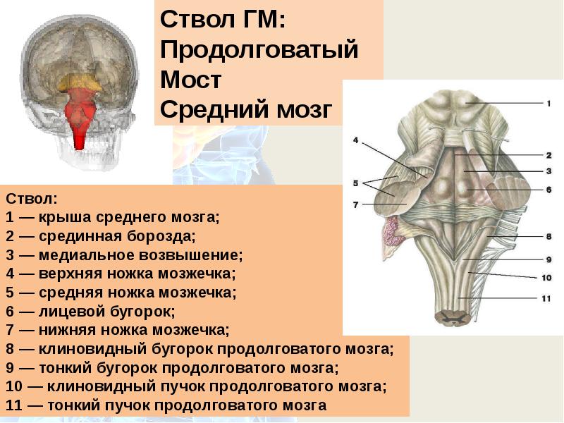 Презентация варолиев мост