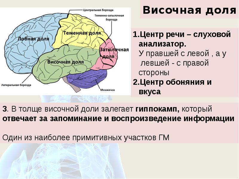 Правая височная. Височная доля центр Вернике. Центры височной доли. Центры височной доли головного мозга. Речевые центры головного мозга.