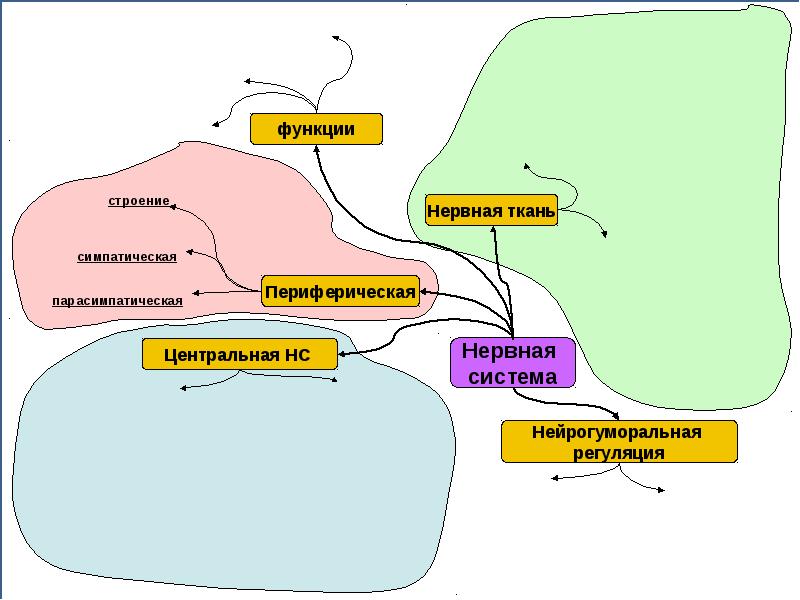 Интеллект карта эндокринная система