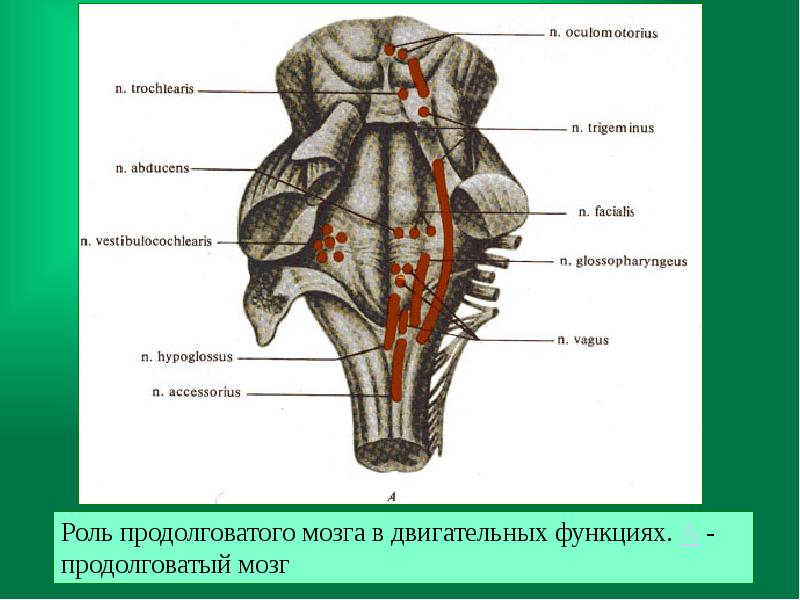 Капилляр щитовидной железы продолговатый мозг. Кровоснабжение продолговатого мозга. Центры продолговатого мозга. Функции продолговатого мозга. Рефлекторные центры продолговатого мозга.