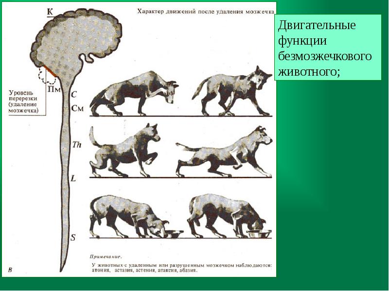 Уровни животных. Характер движений после удаления мозжечка. 