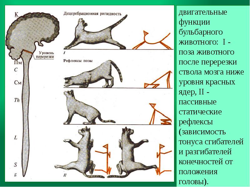 мост рефлексы. рефлексы мозгового моста. мост рефлексы. мост рефлексы. варолиев мост рефлексы.
