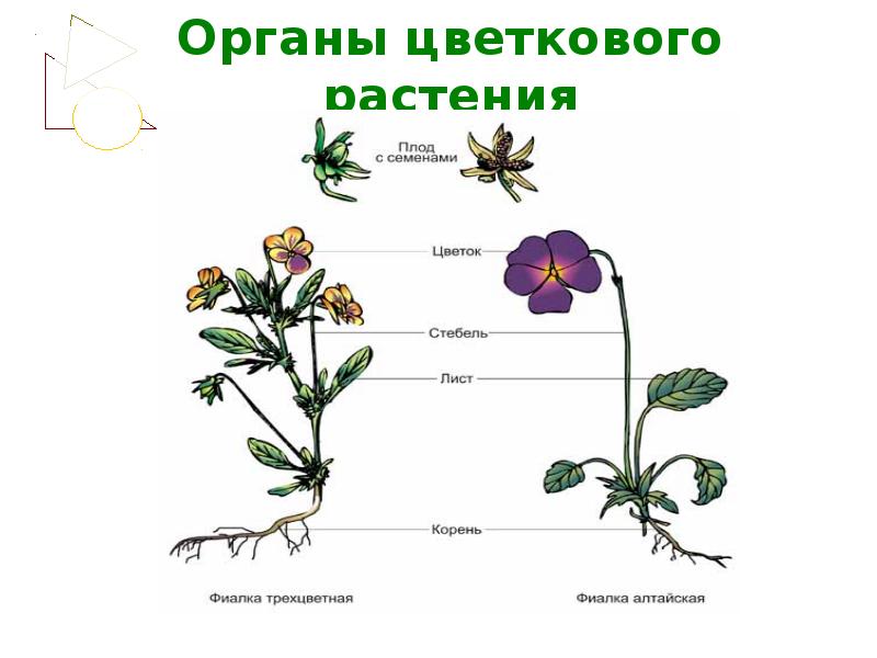 Органы цветкового растения. Внешнее строение цветкового растения. Общий план строения растения.