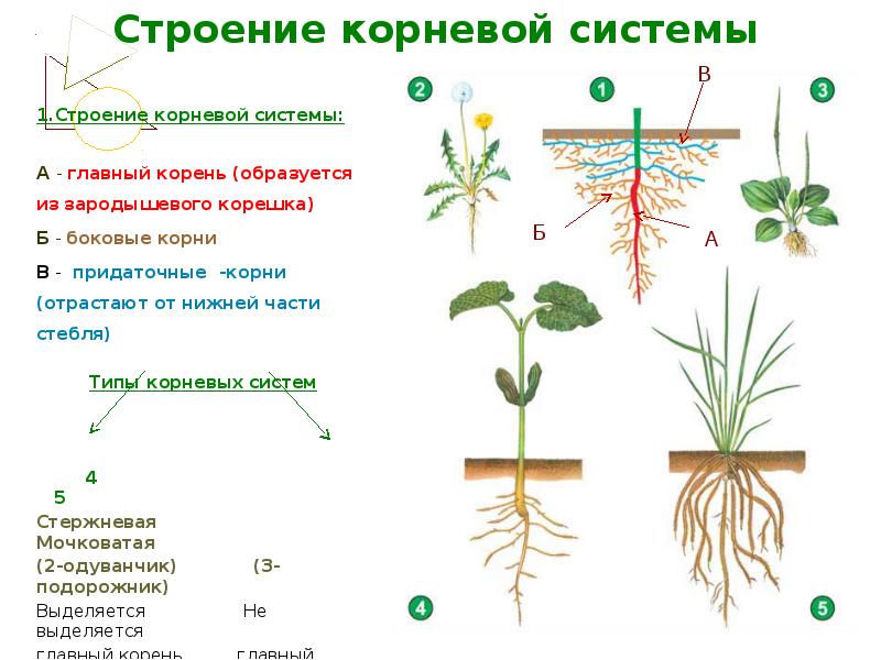 Какие корни образуются на стеблях и листьях. Типы корневых систем ботаника. Строение корневой системы. Строение корня и корневых систем.