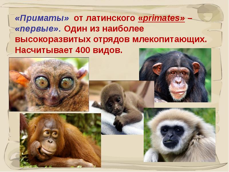 Виды приматов названия и фото