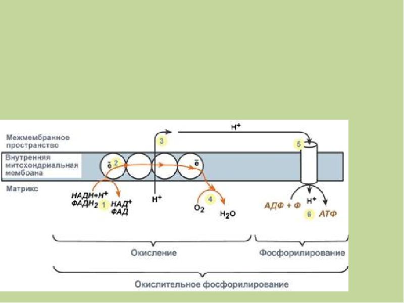 Энергетический обмен в митохондриях рисунок