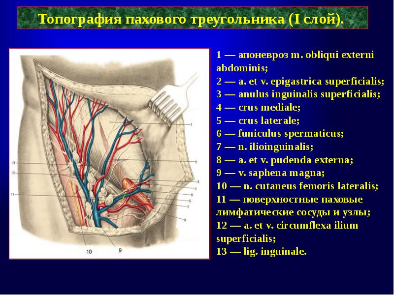 Схема топографии пахового канала