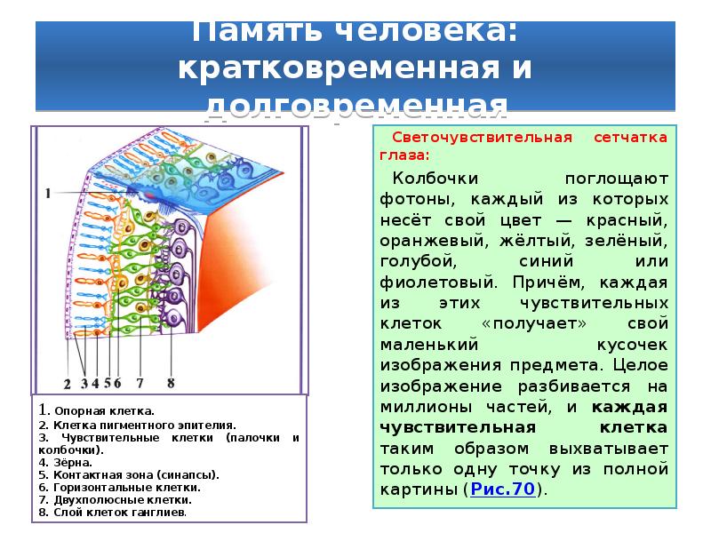 Светочувствительные клетки расположены в сетчатке