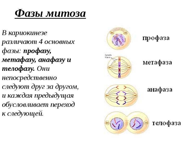 Профаза метафаза анафаза телофаза кратко