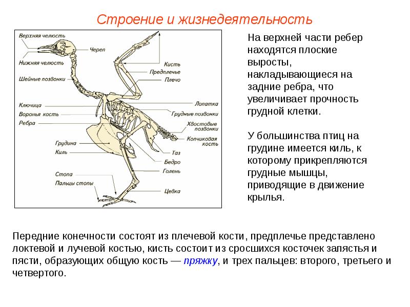 Опорная схема птиц